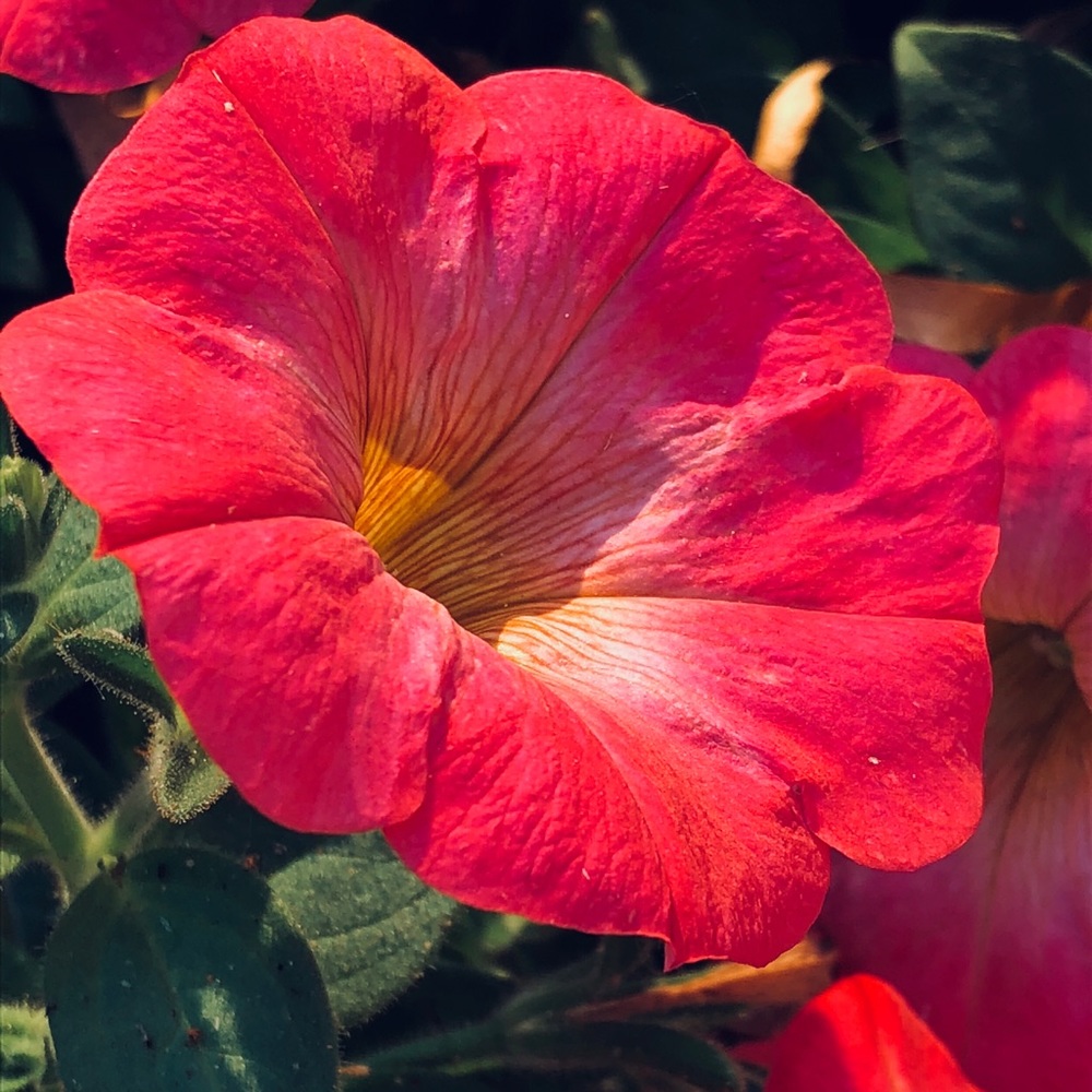 Meet your Posher, Carli